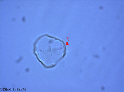 ISEM 1/Juncus_arcticus_28084/Juncus_arcticus_28084_0001(copy)_thumb.jpg
